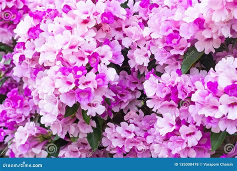 Beautiful Pink Flowers In The Garden Stock Photo - Image of flower ...