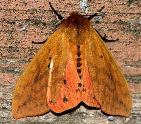 Stephen's Backyard Creatures: Banded Woolly Bear