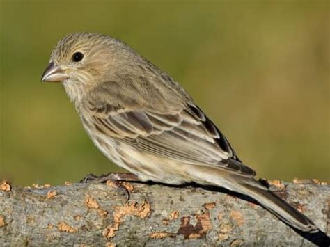 Female Male Finch Female Male House Sparrow - Merryheyn