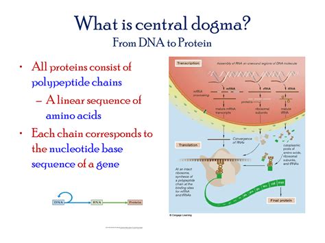 Central dogma