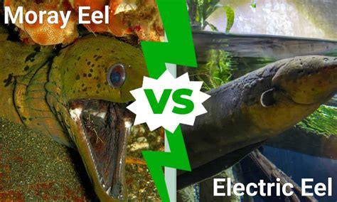 Electric Eel vs Moray Eel - A-Z Animals