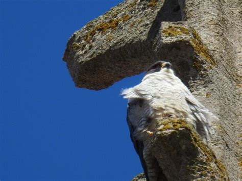 Premium Photo | Peregrine falcon nesting