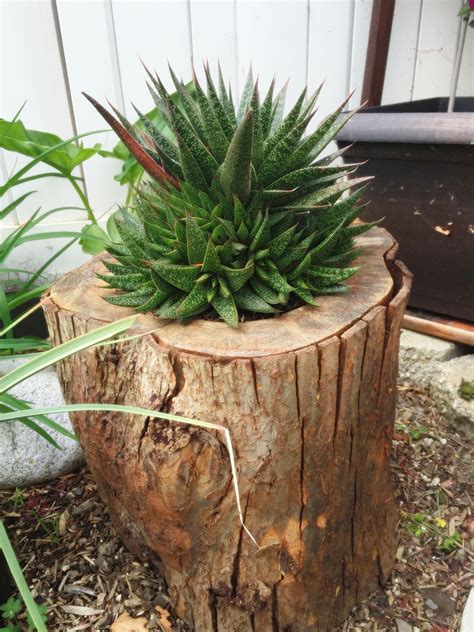 Tree stump planter | Tree stump planter, Garden design, Backyard projects