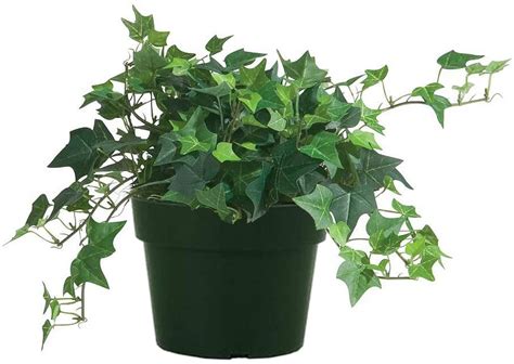 AMERICAN PLANT EXCHANGE + Easy-Care English Ivy Live Plant, 6″ Pot ...