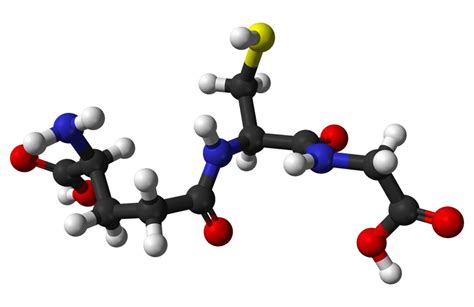 Biochemistry professor makes new discoveries in age-related decline ...