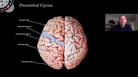 Anatomy Of Cerebrum - Anatomy Reading Source