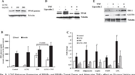 Figure 2 from The role of lipocalin 2 in the regulation of inflammation ...