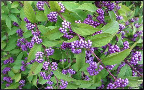 Callicarpa dichotoma issai – Stephi Gardens