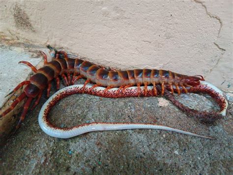 Giant Centipede Vs Snake