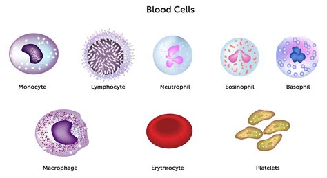 Diagram Immune System Cells Immune Cells System Brittany