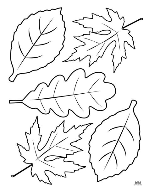 Leaf Outlines, Templates & Coloring Pages - 55 FREE Pages | Printabulls