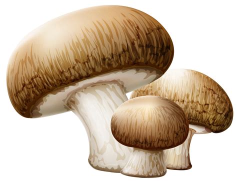 Mushroom clipart bing images mushrooms image - Clipartix