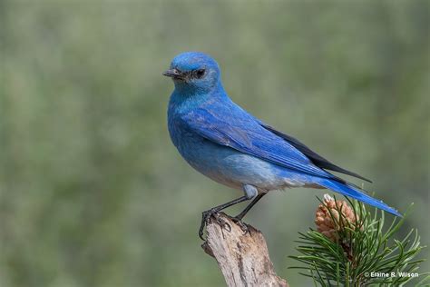 Let's Learn More About The Nevada State Bird. (In-Depth ID Guide)