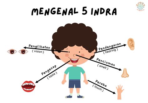 Mengenal Panca Indera Panca Indra Dan Fungsinya Panca Indra Paud ...