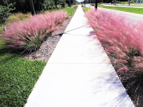 Pink makes you think it is Muhly grass time - UF/IFAS Extension ...