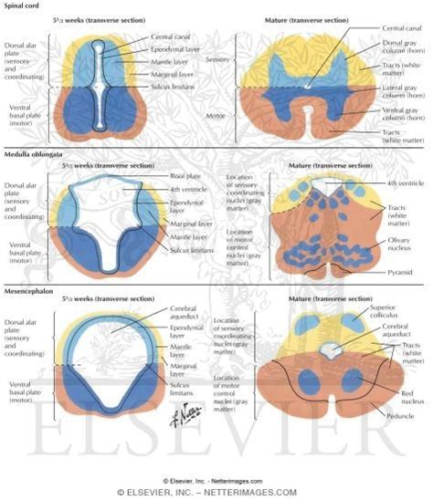 Caudal Medulla Cross Section