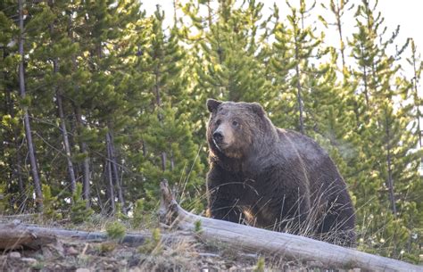 Montana Grizzly Bear Sightings - Montana Hunting and Fishing Information