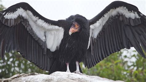 How the Yurok Tribe Is Bringing Back the California Condor