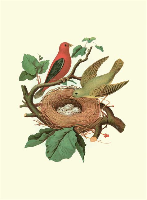 Scarlet Tanager & Nest Painting by Unknown - Fine Art America