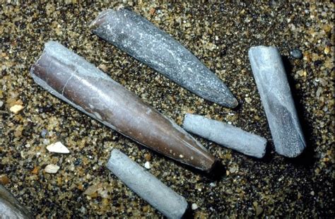 Belemnites – Charmouth Heritage Coast Centre