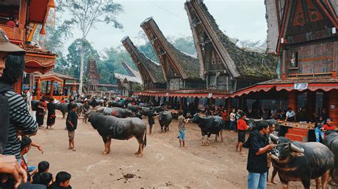 Funeral Ceremony In Toraja - Blogs