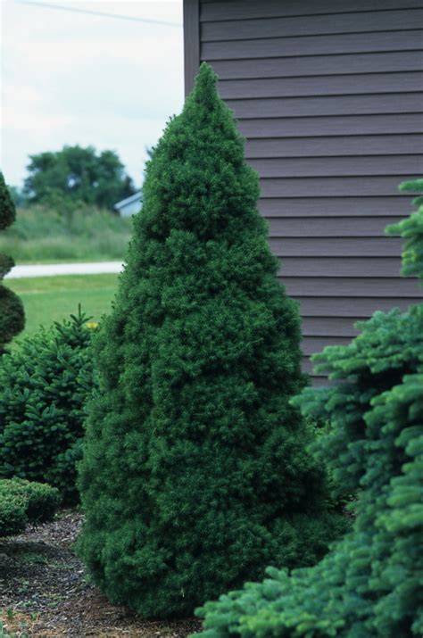 Dwarf Alberta Spruce | Faller Landscape