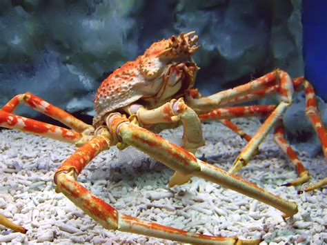 Fichier:Spider crab at manila ocean park.jpg — Wikipédia