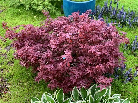 Buy Acer palmatum 'Hime shojo' Dwarf Red Japanese Maple – Mr Maple ...