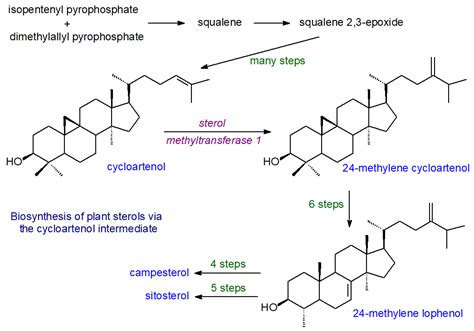 Sterols (plant sterols), sterol esters, sterol glycosides, ergosterol ...