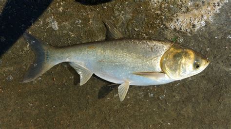 Silver Carp in February 2021 by H.T.Cheng · iNaturalist