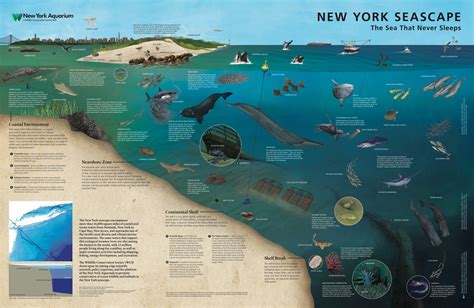 NYC's Hidden Marine Wonderland Revealed in New Map | Live Science