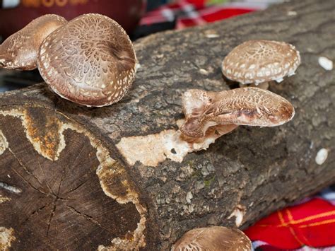 Mushroom Log Gift Idea: Growing Mushroom Logs Indoors