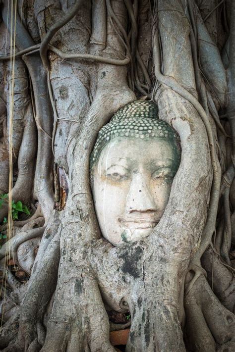 Buddha Head in Tree Roots, Wat Mahathat, Ayutthaya, Thailand Stock ...