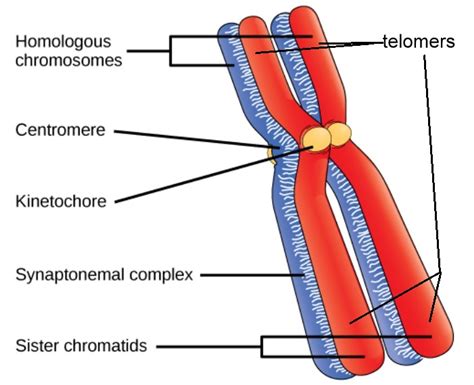 [Solved] Diagram a human chromosome pair and label the following ...