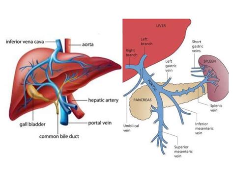 Blood supply of the liver