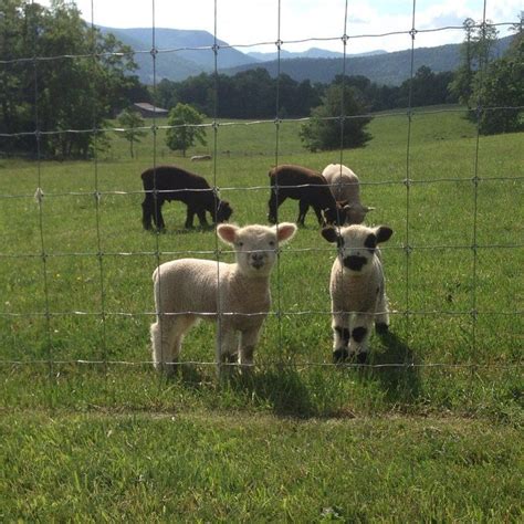 Babydoll Sheep — Oakwood Farm