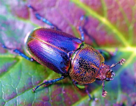 Golden Stag Beetle: Identification, Life Cycle, Facts & Pictures