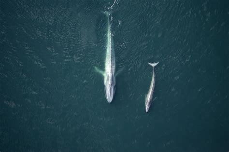 Ballena azul, ¿qué es y dónde vive? - National Geographic en Español