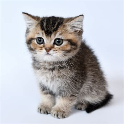 The Scottish Fold Kitten - Irresistibly Cute