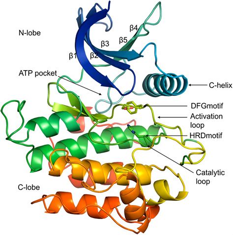 Tyrosine Kinase Structure