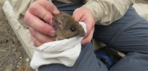 An Australian Park Brings Back Rats | Hakai Magazine