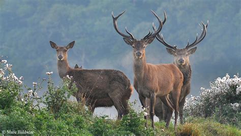 The largest mammal in the uk is the red deer various species of deer ...