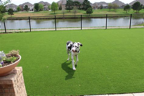 Dog Park Benefits of Synthetic Grass for Dogs in Dallas