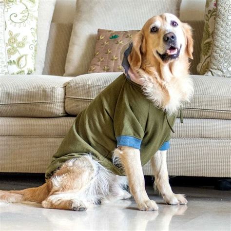 Buy Winter Clothing For Pets At These Online Stores | LBB