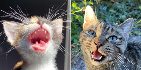 Did You Know You Can Tell a Kitten or Cat’s Age by Their…Teeth?