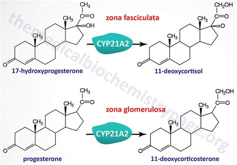 Congenital Adrenal Hyperplasias - The Medical Biochemistry Page