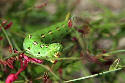 Sphinx Moth Caterpillar Photograph by Sheila Fitzgerald - Pixels