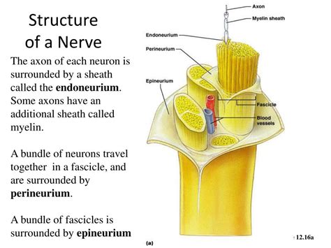 Ppt Nerve Cells Powerpoint Presentation Id 461548 | Free Nude Porn Photos