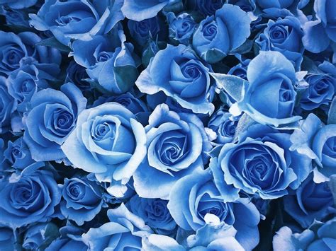 Light Blue Roses Wallpapers - Wallpaper Cave