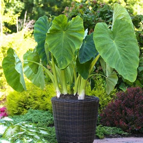 Colocasia Esculenta Esculenta - 3 bulbs - Longfield Gardens